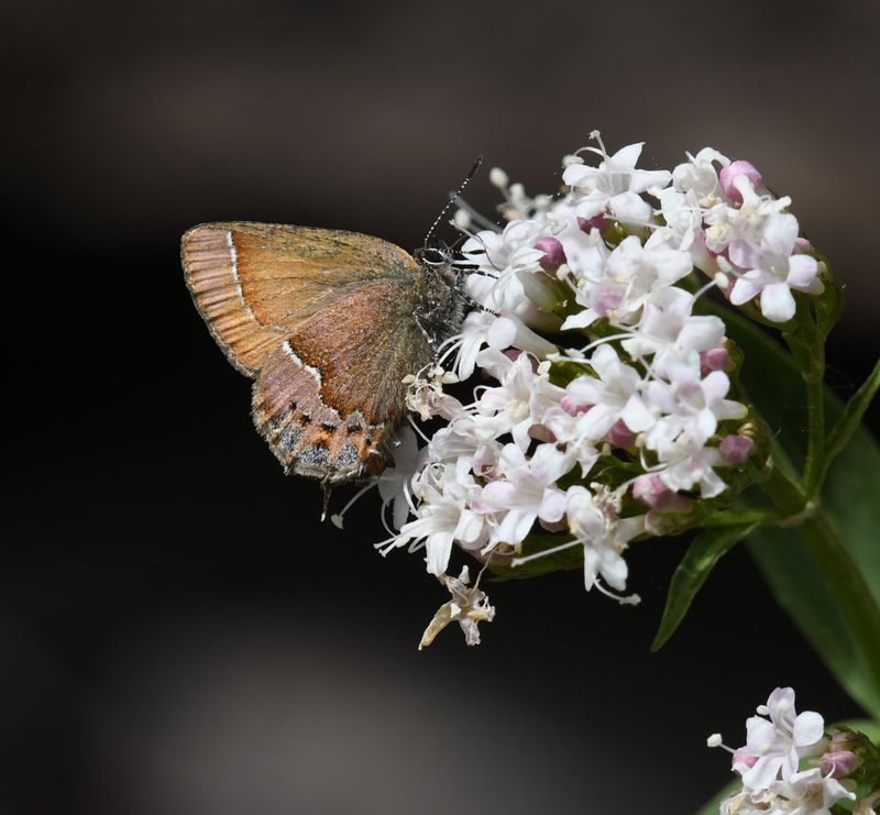 Nelson's Hairstreak: Callophrys nelsoni