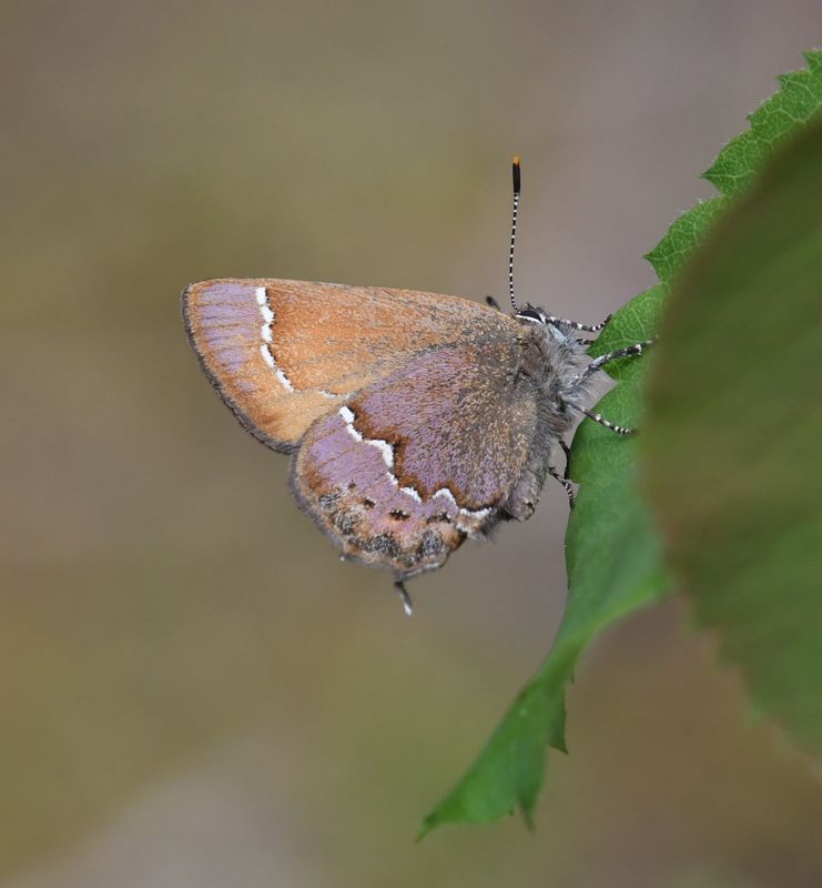Nelson's Hairstreak: Callophrys nelsoni