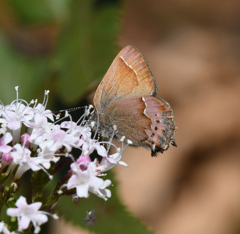 Nelson's Hairstreak: Callophrys nelsoni