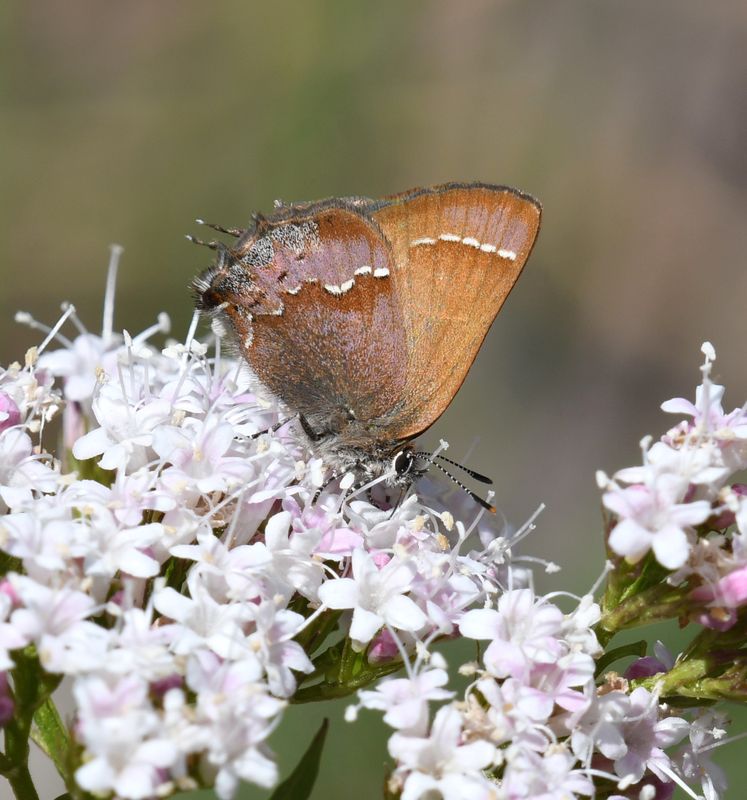 Nelson's Hairstreak: Callophrys nelsoni