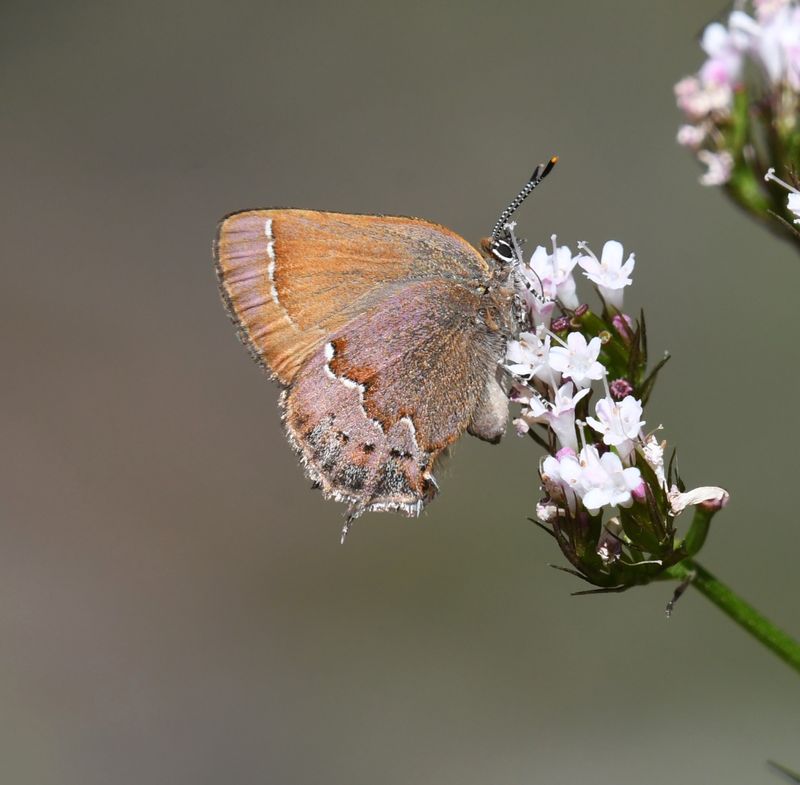 Nelson's Hairstreak: Callophrys nelsoni