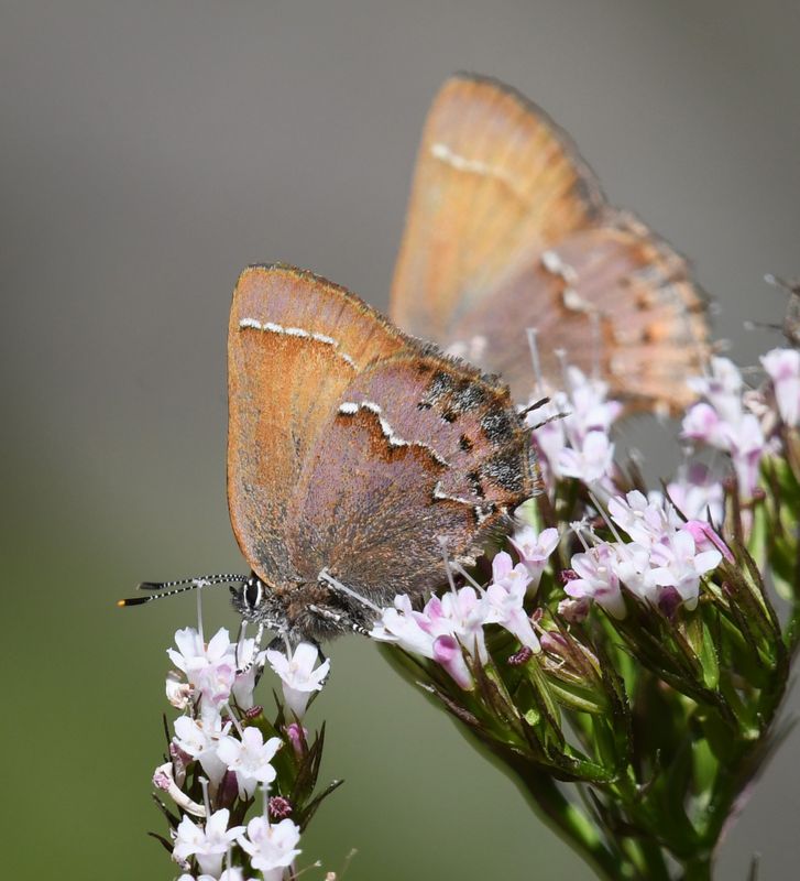 Nelson's Hairstreak: Callophrys nelsoni