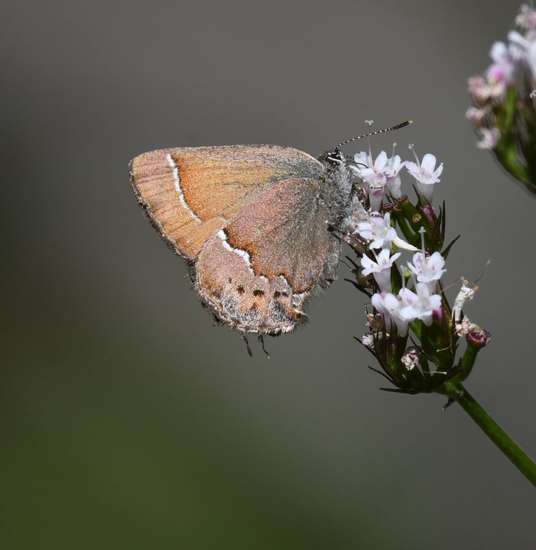 Nelson's Hairstreak: Callophrys nelsoni