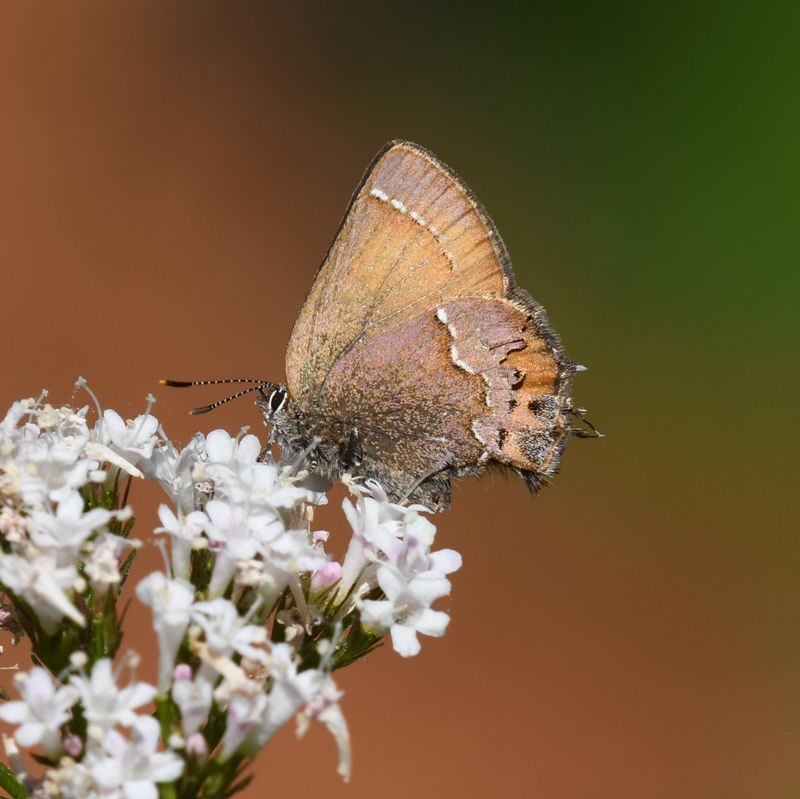 Nelson's Hairstreak: Callophrys nelsoni