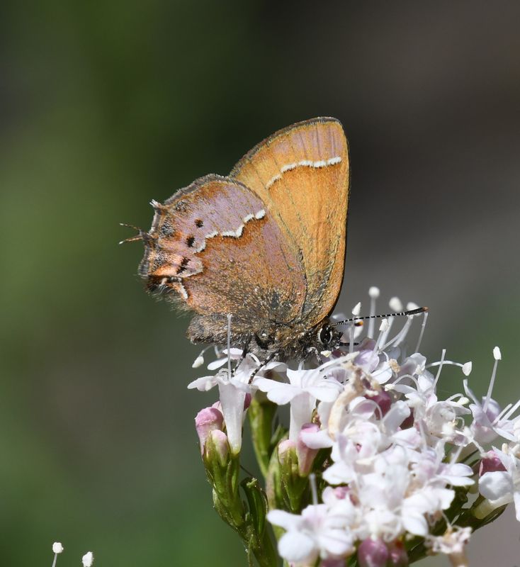 Nelson's Hairstreak: Callophrys nelsoni