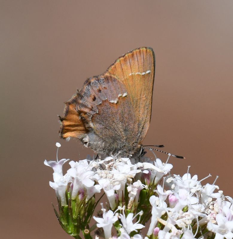 Nelson's Hairstreak: Callophrys nelsoni