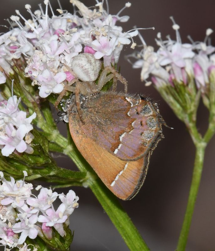 Spider and Nelson's Hairstreak: Callophrys nelsoni