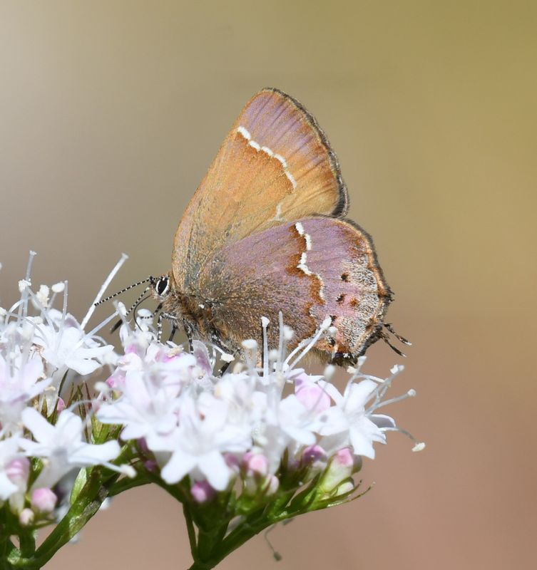 Nelson's Hairstreak: Callophrys nelsoni