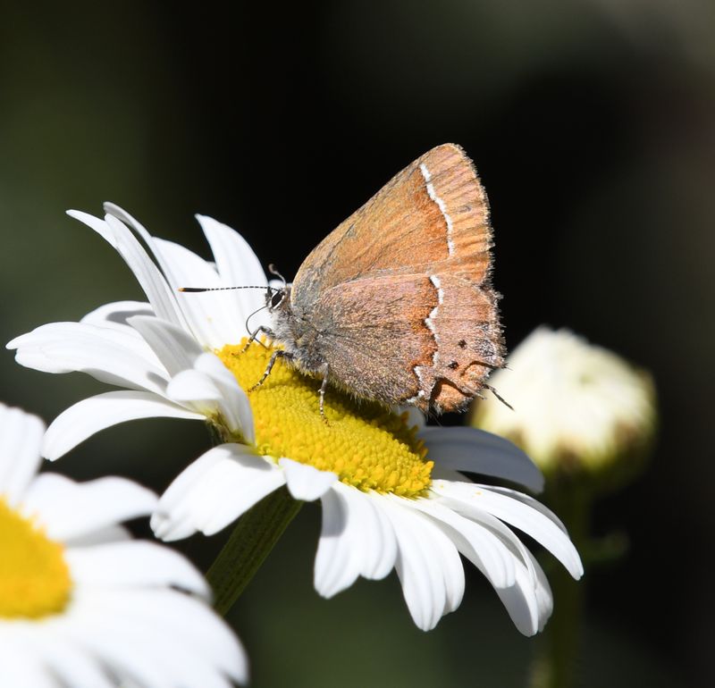 Nelson's Hairstreak: Callophrys nelsoni