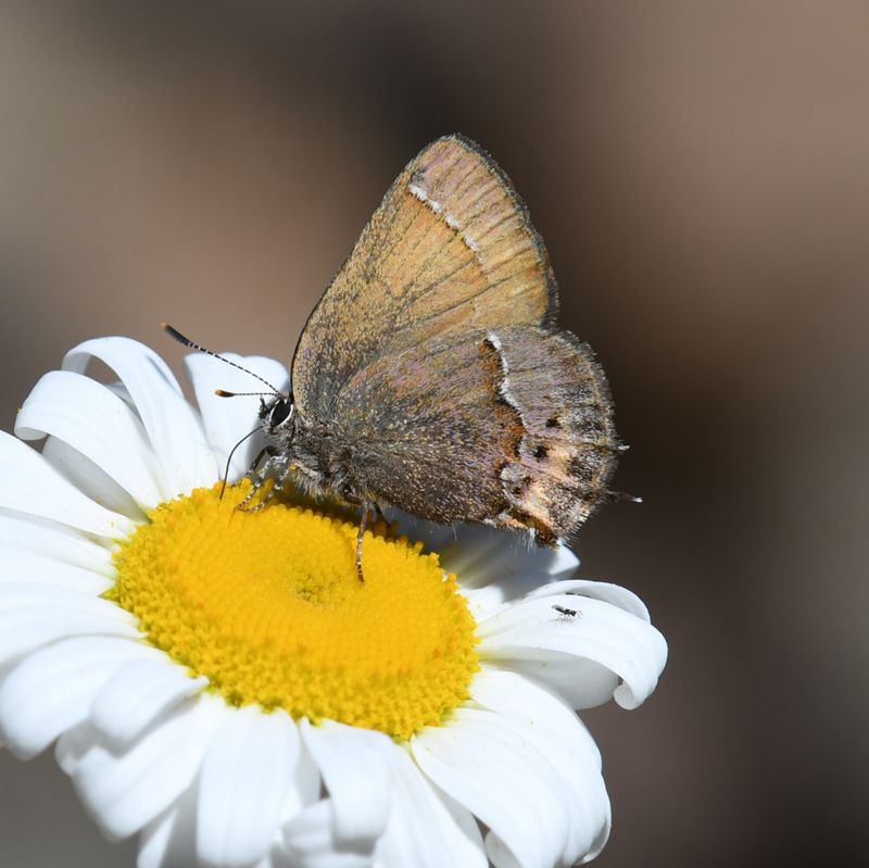Nelson's Hairstreak: Callophrys nelsoni