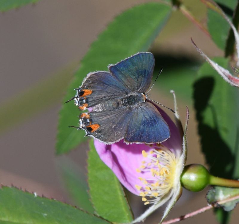 Gray Hairstreak: Strymon melinus