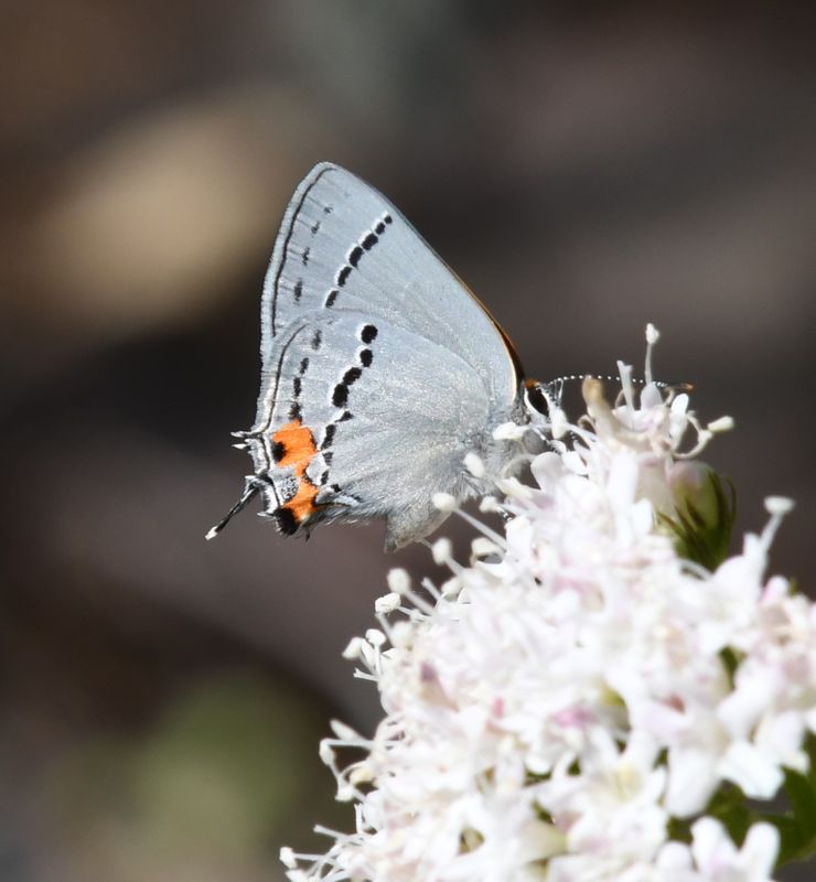 Gray Hairstreak: Strymon melinus