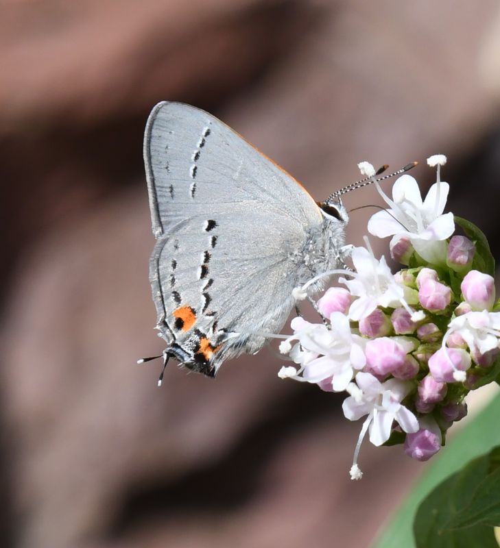 Gray Hairstreak: Strymon melinus