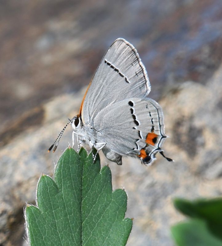 Gray Hairstreak: Strymon melinus