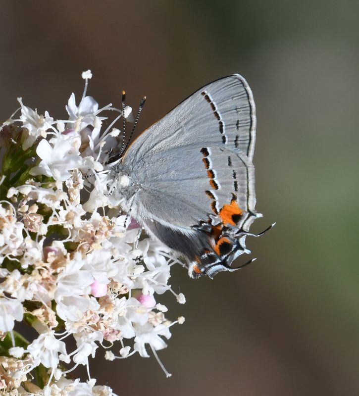 Gray Hairstreak: Strymon melinus