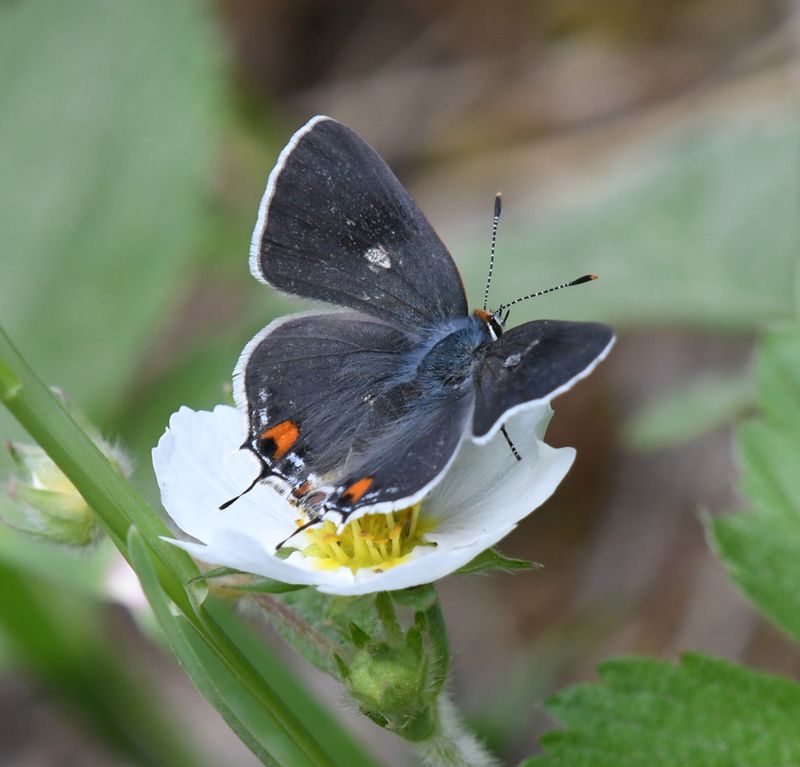 Gray Hairstreak: Strymon melinus