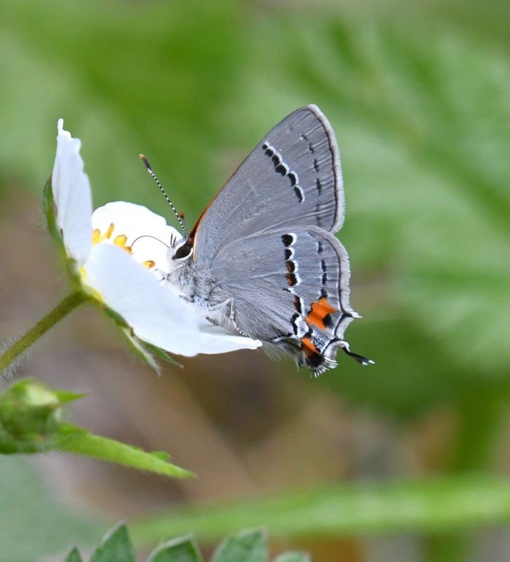 Gray Hairstreak: Strymon melinus