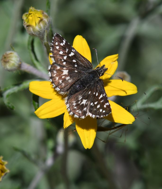 Two-banded Checkered Skipper: Pyrgus ruralis