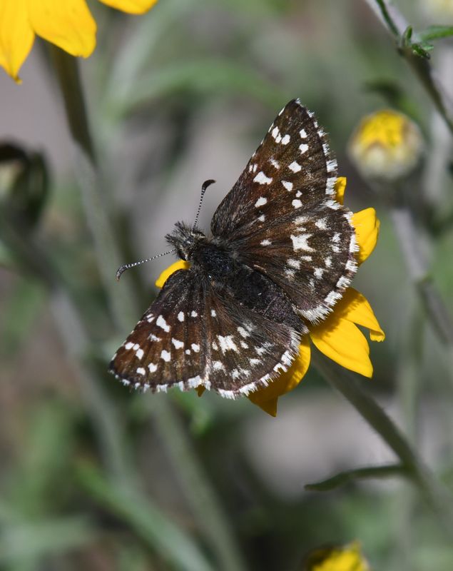 Two-banded Checkered Skipper: Pyrgus ruralis