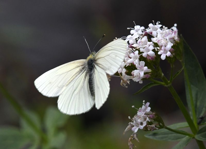 Margined White: Pieris marginalis