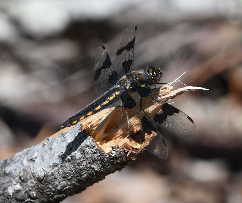 Dragonfly