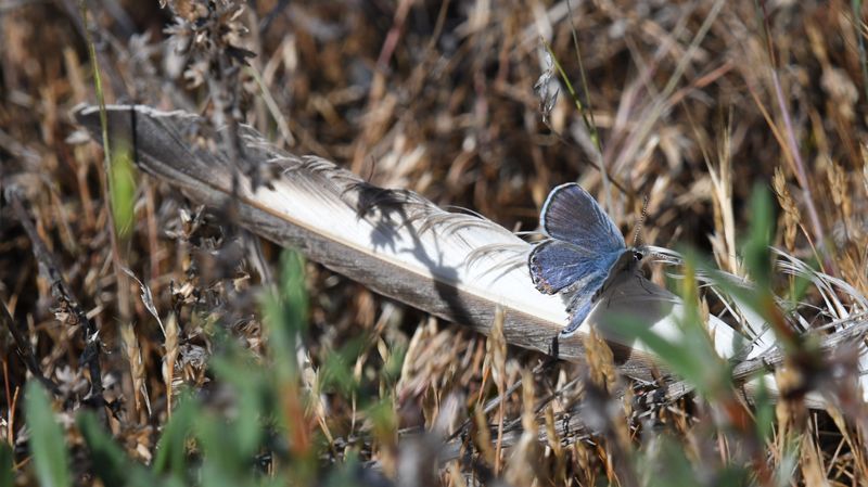 Fuca Acmon Blue: Icaricia acmon fuca