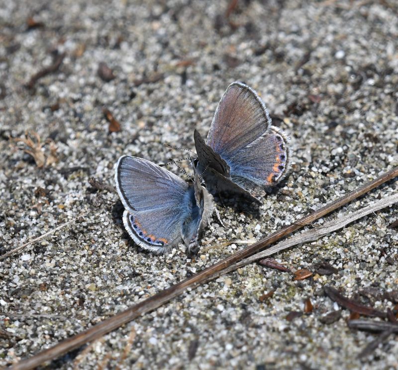 Fuca Acmon Blue: Icaricia acmon fuca