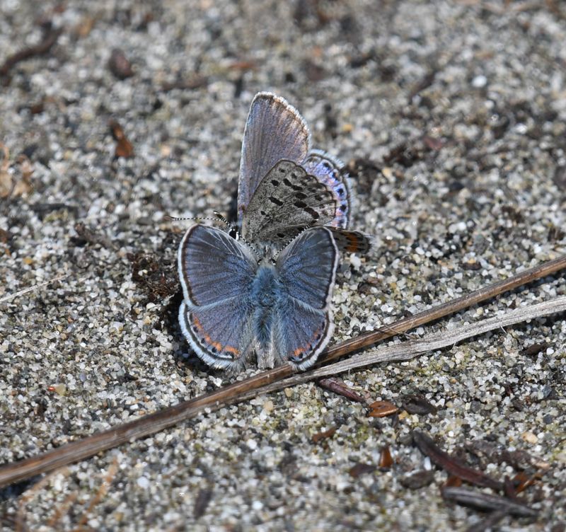 Fuca Acmon Blue: Icaricia acmon fuca