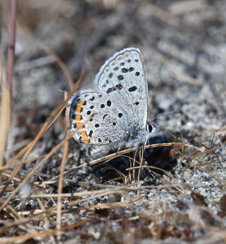 Fuca Acmon Blue: Icaricia acmon fuca
