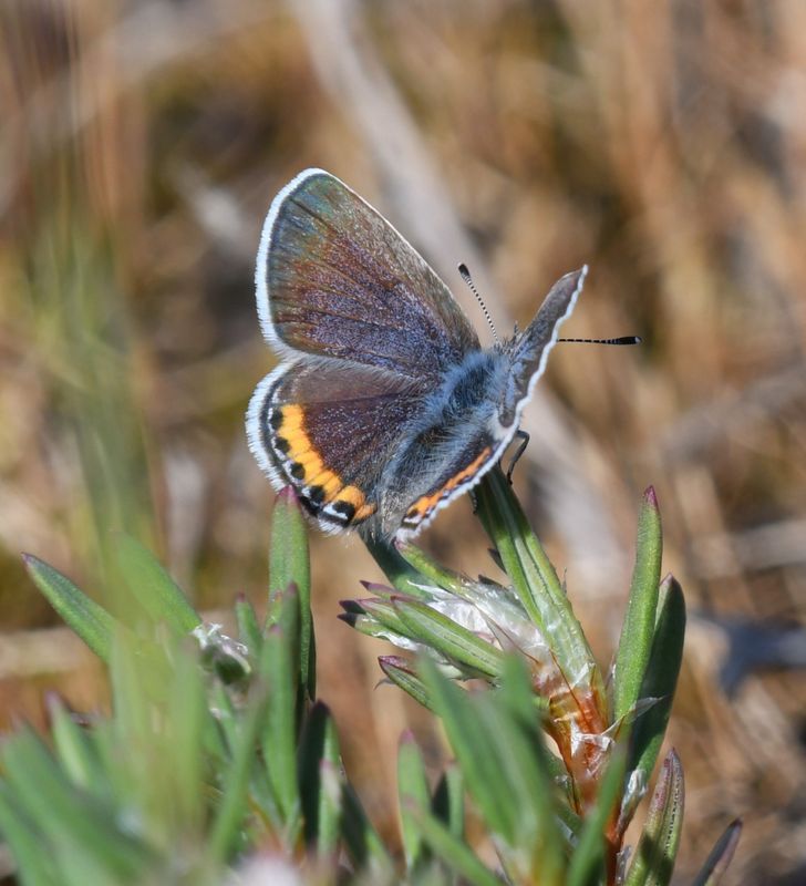 Fuca Acmon Blue: Icaricia acmon fuca