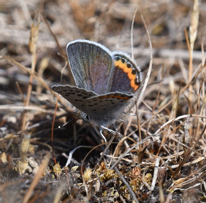 Fuca Acmon Blue: Icaricia acmon fuca