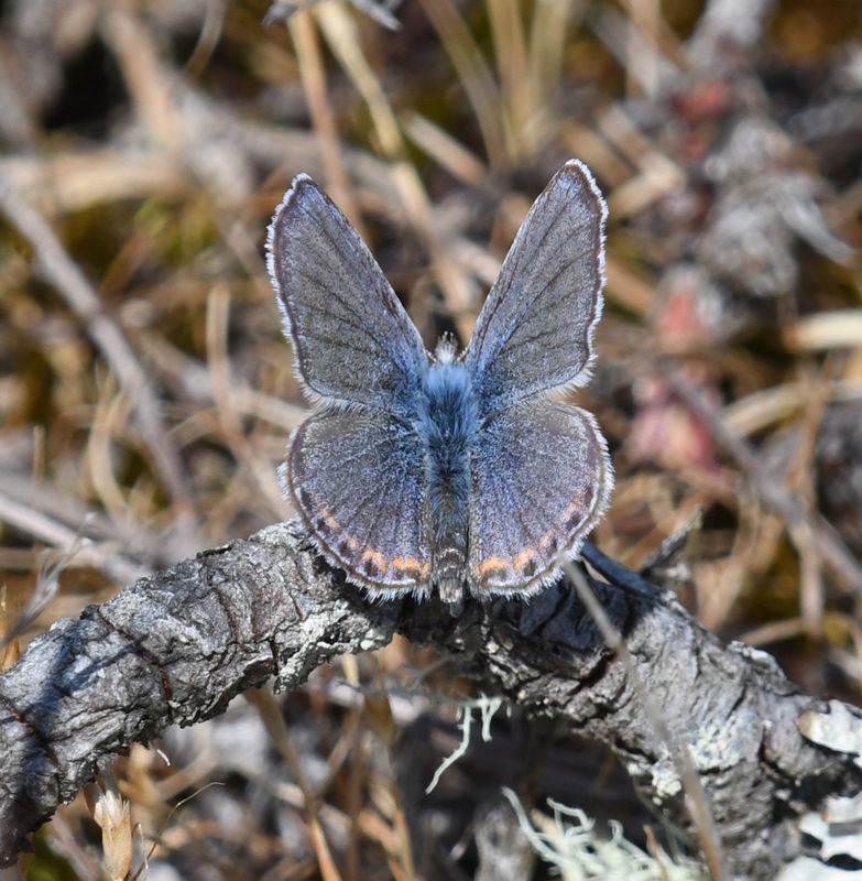 Fuca Acmon Blue: Icaricia acmon fuca