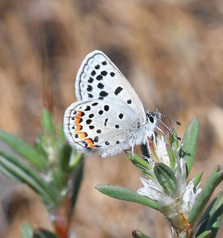 Fuca Acmon Blue: Icaricia acmon fuca