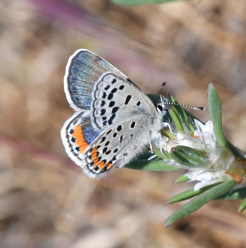 Fuca Acmon Blue: Icaricia acmon fuca