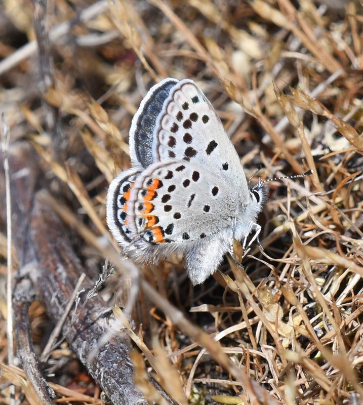 Fuca Acmon Blue: Icaricia acmon fuca