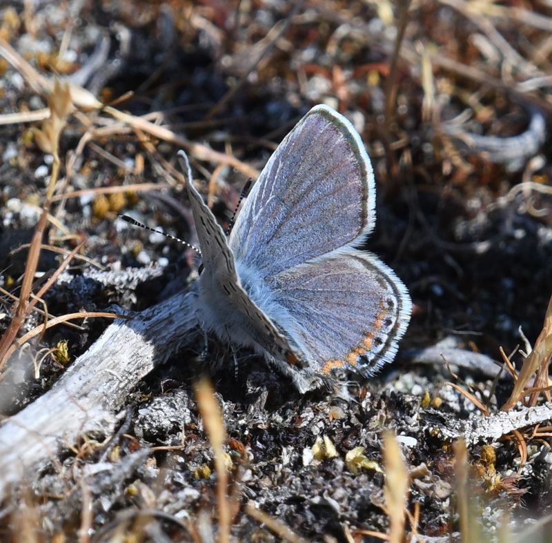 Fuca Acmon Blue: Icaricia acmon fuca
