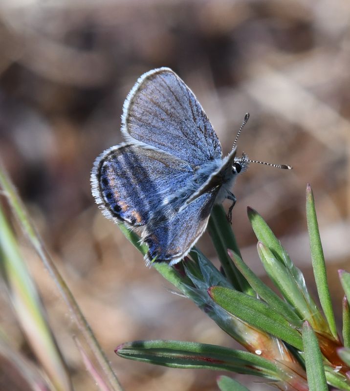 Fuca Acmon Blue: Icaricia acmon fuca