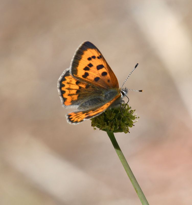 Purplish Copper: Lycaena helloides
