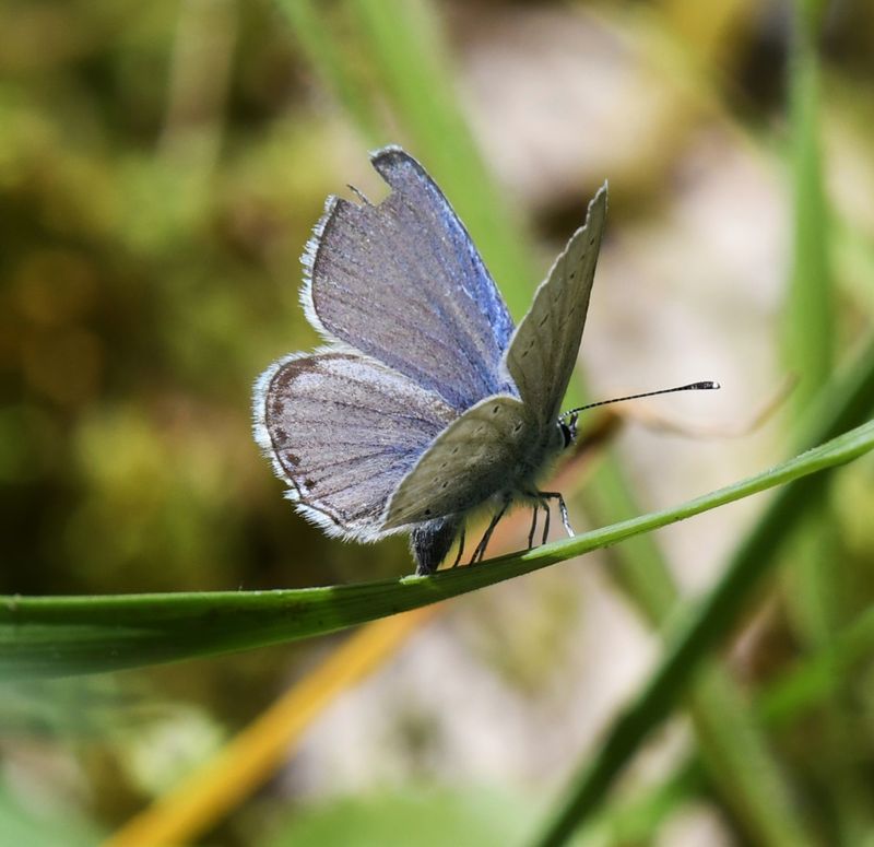 Western Tailed Blue: Cupido amyntula