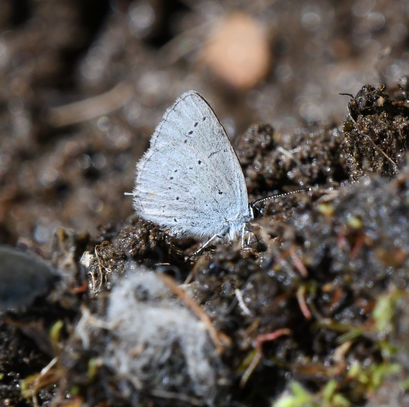 Western Tailed Blue: Cupido amyntula
