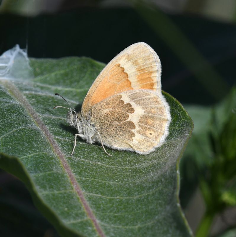 Ochre Ringlet: Coenonympha tullia