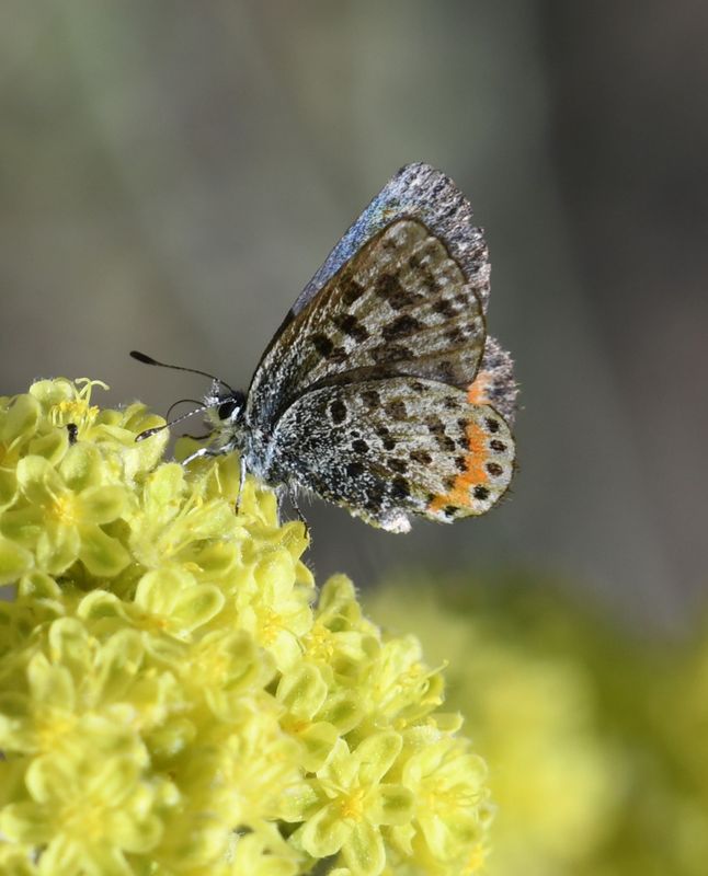 Cascadia Blue: Euphilotes heracleoides