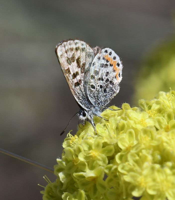 Cascadia Blue: Euphilotes heracleoides