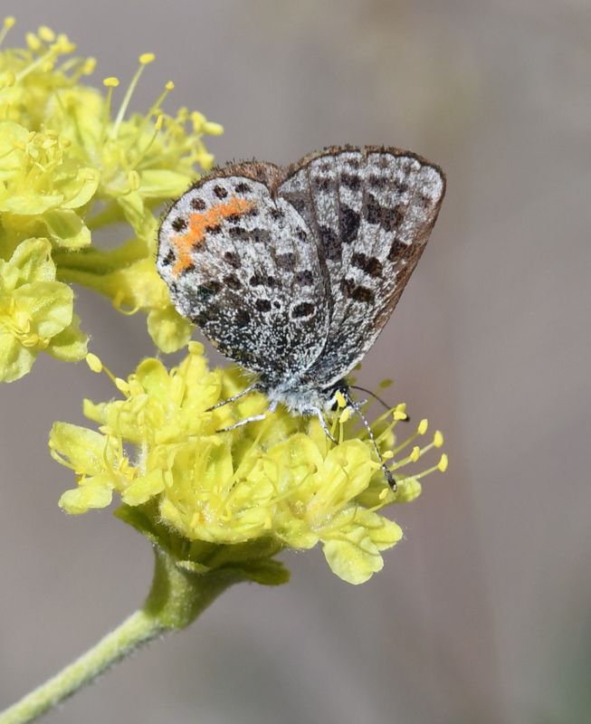 Cascadia Blue: Euphilotes heracleoides