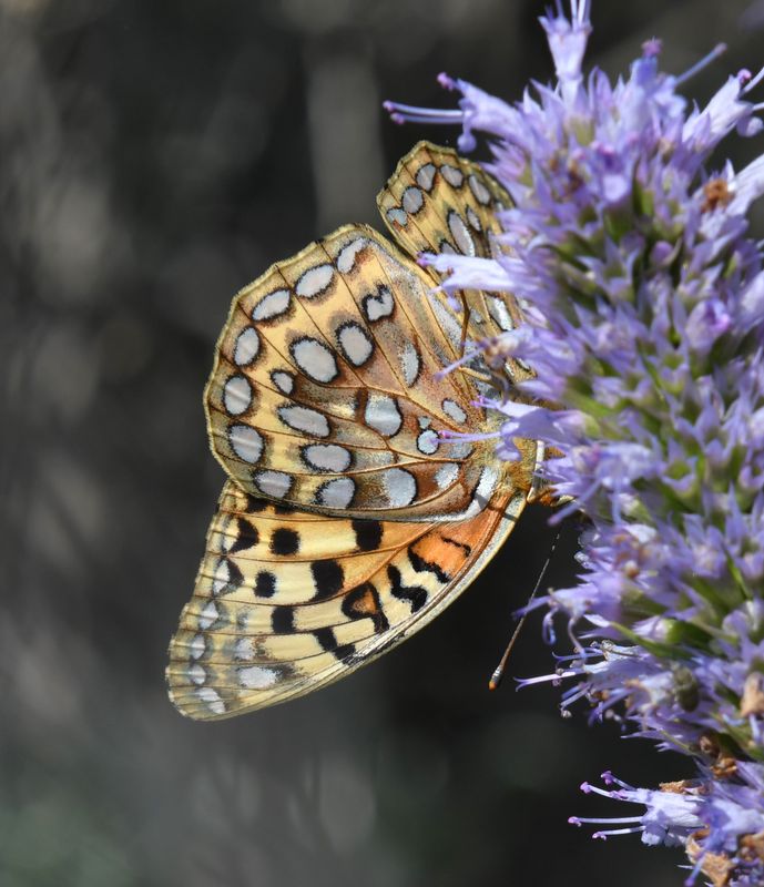 Coronis Fritillary: Speyeria coronis