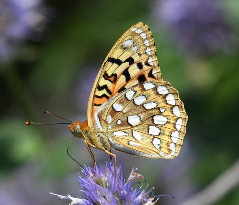 Coronis Fritillary: Speyeria coronis