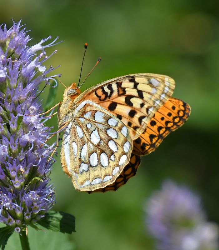 Coronis Fritillary: Speyeria coronis
