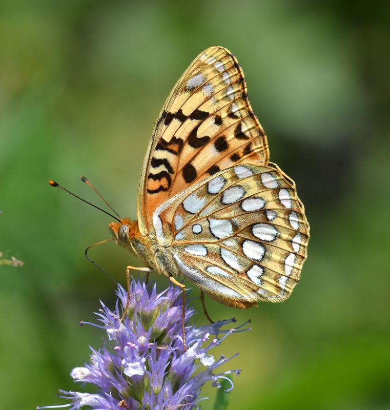 Coronis Fritillary: Speyeria coronis