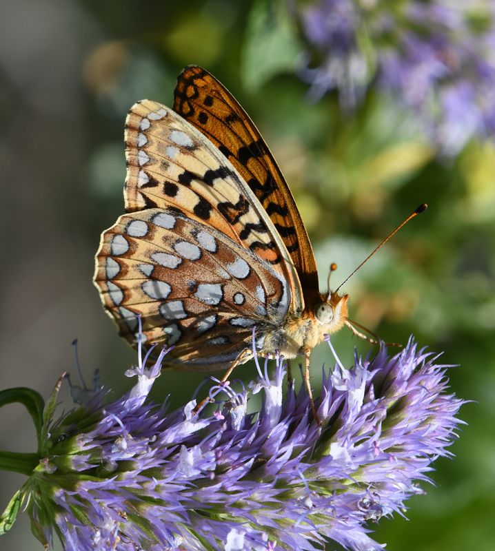 Coronis Fritillary: Speyeria coronis