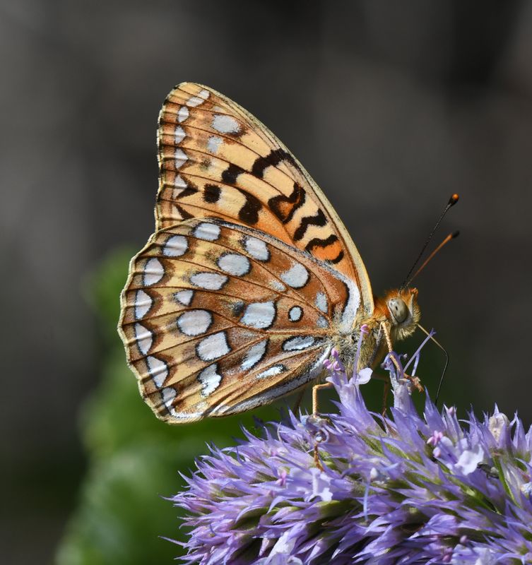 Coronis Fritillary: Speyeria coronis